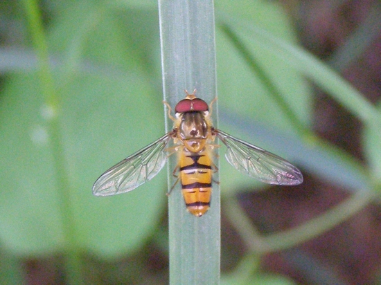 Episyrphus balteatus